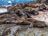 Duiker Island